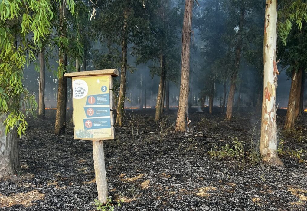 REAL SITO DI CARDITELLO, INCENDIO NEL BOSCO DI EUCALIPTI