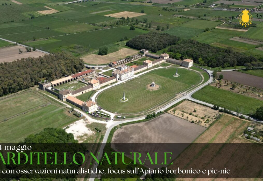 CARDITELLO NATURALE